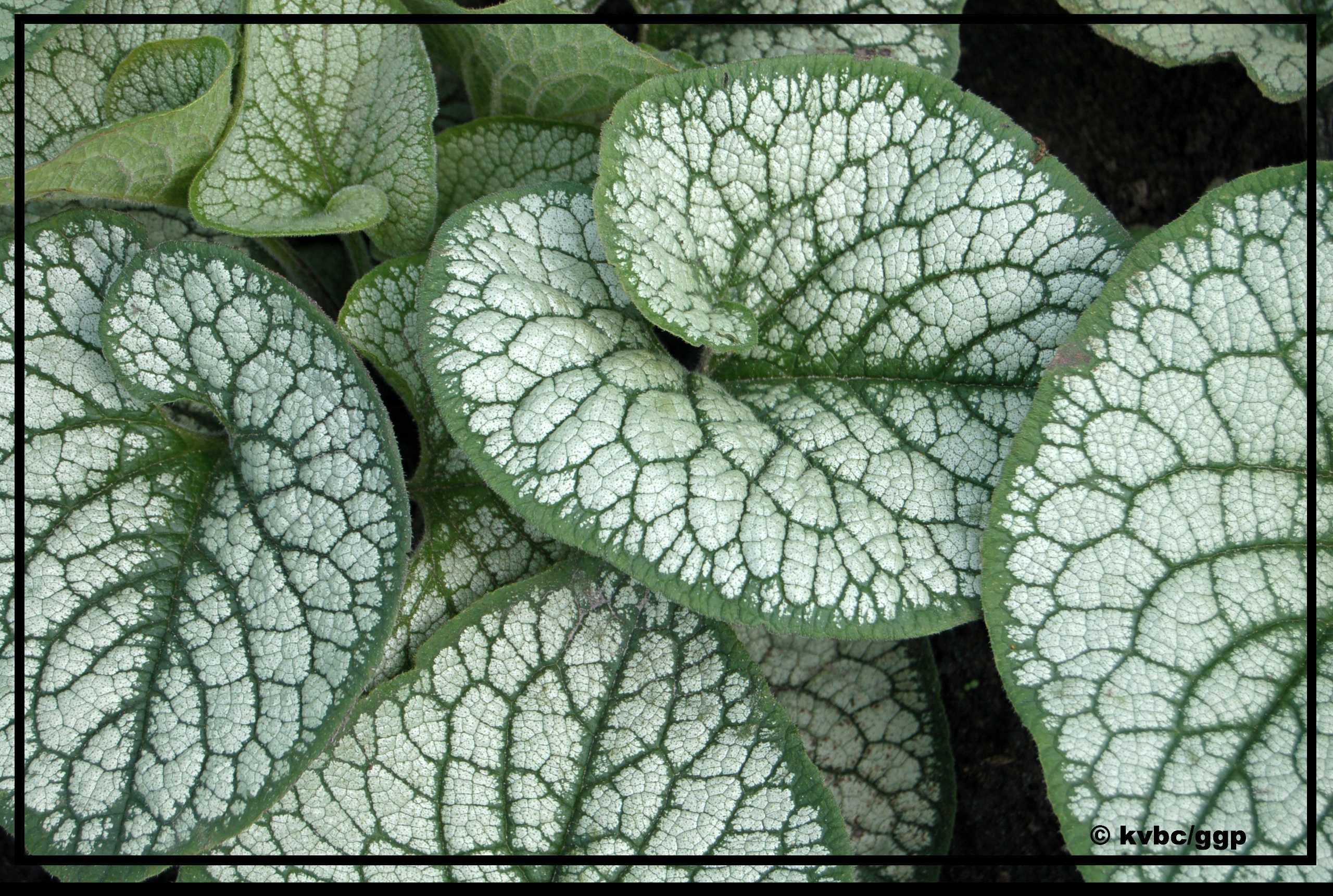 Бруннера Brunnera macrophylla Sea Heart